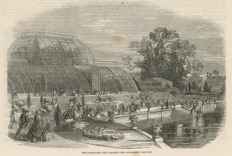 Palmiarnia, Kew Gardens, Londyn autorstwa English School