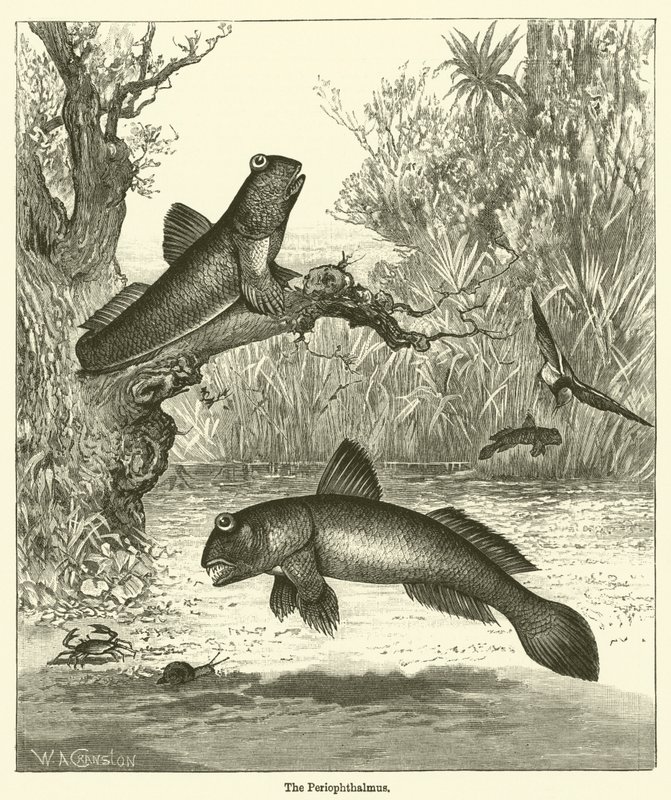 Periophthalmus (grawerowanie) autorstwa English School