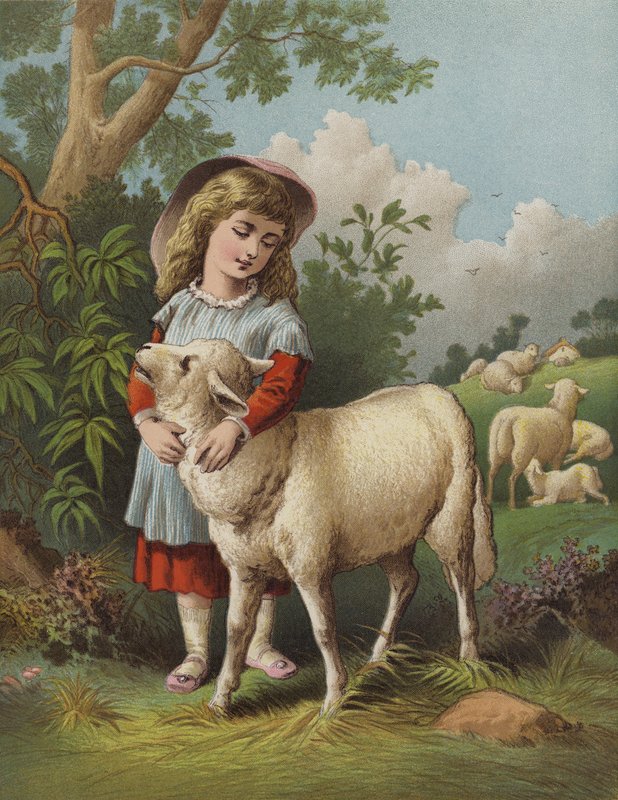 Baranek domowy (chromolitho) autorstwa English School