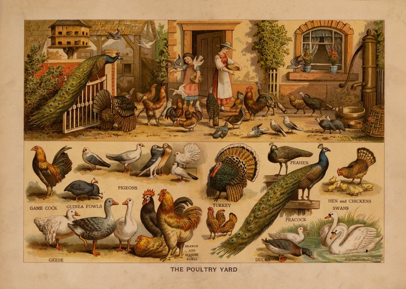 The Poultry Yard (kolorowa litografia) autorstwa English School