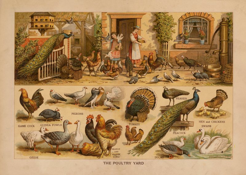 The Poultry Yard (kolorowa litografia) autorstwa English School