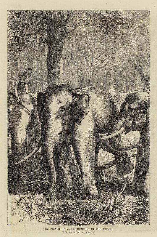 Książę Walii polujący w Terai, Captive Monarch (rycina) autorstwa English School