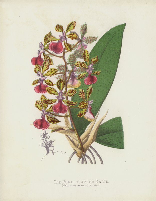 Oncid purpurowy, Oncidium Haematochilum autorstwa English School