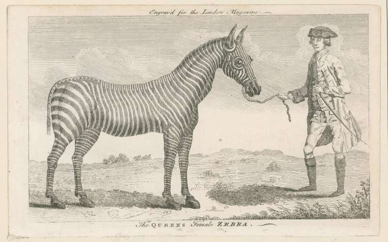 Królowa żeńska Zebra autorstwa English School