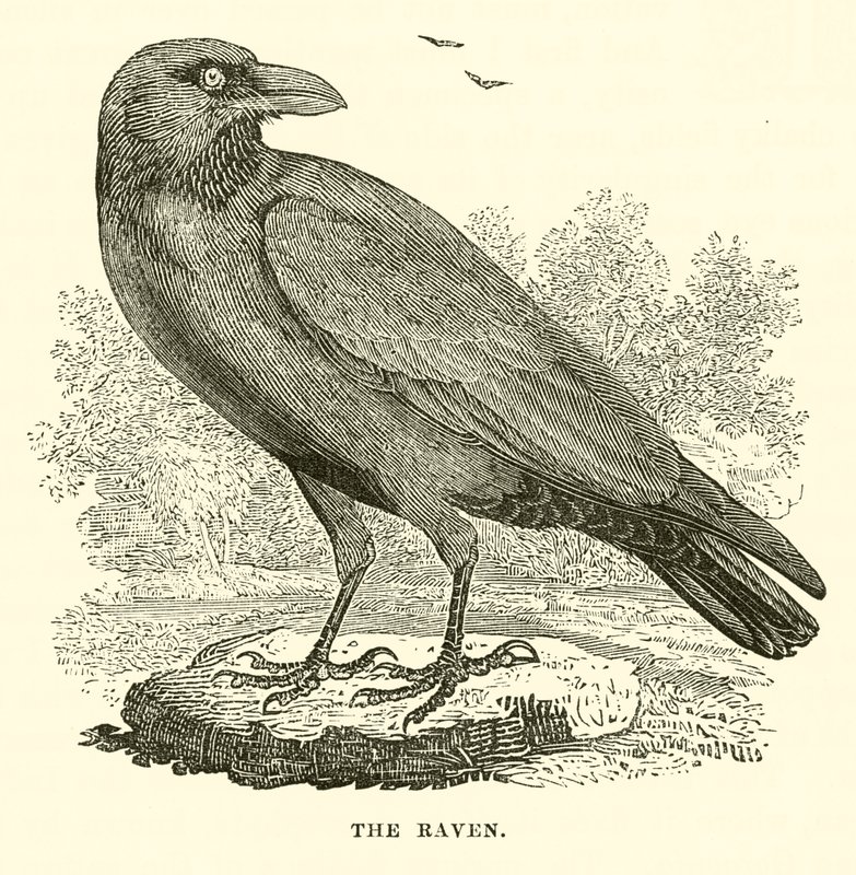 Kruk (rycina) autorstwa English School