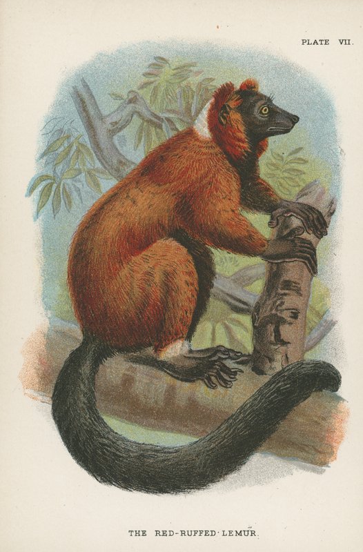 Lemur czubaty autorstwa English School