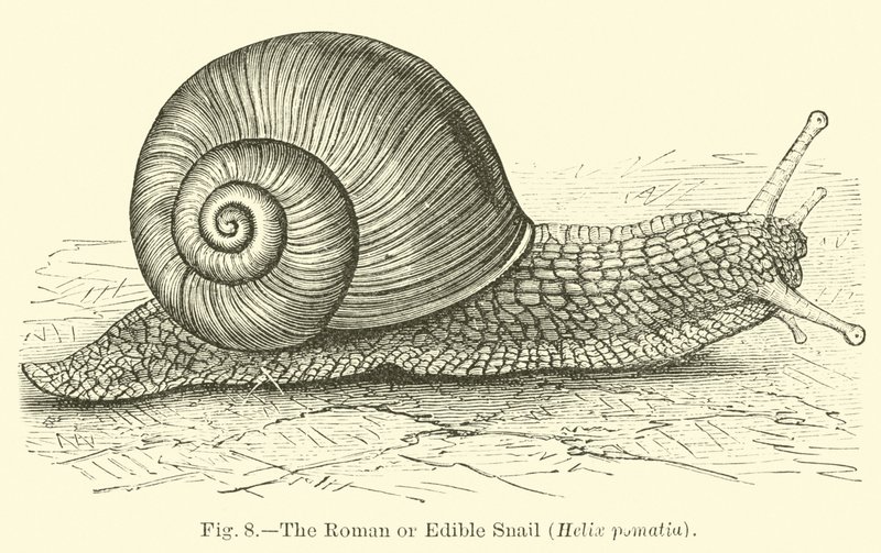 Ślimak rzymski lub jadalny (Helix pomatia) autorstwa English School