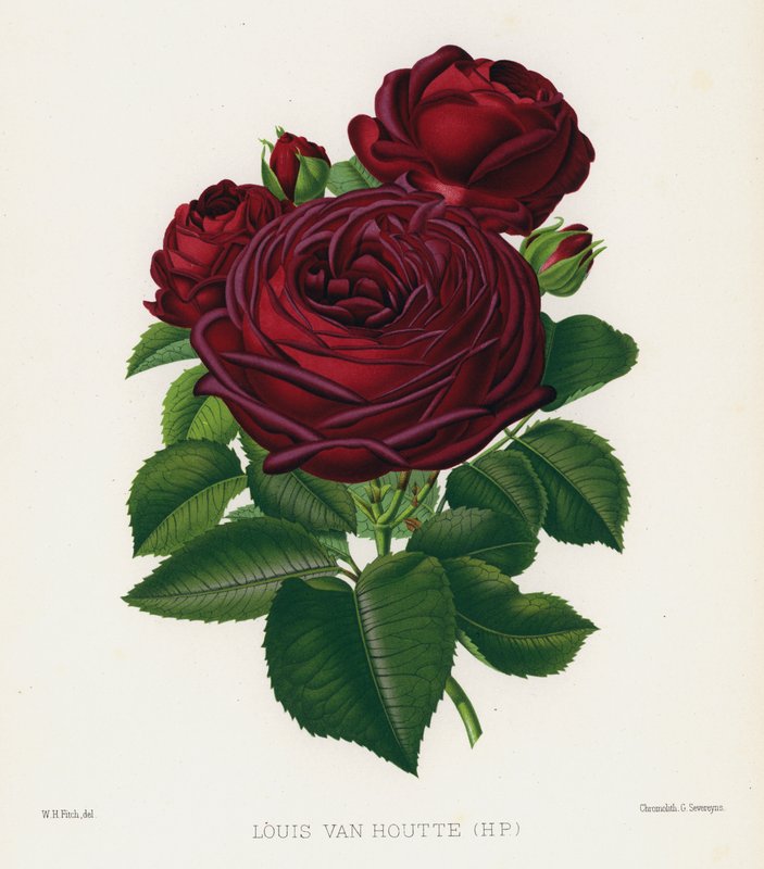 Ogród różany: Louis Van Houtte, HP autorstwa English School