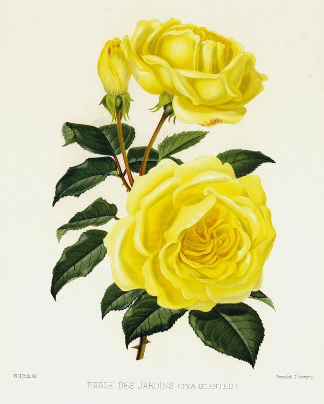 Ogród różany: Perle Des Jardins, pachnący herbatą autorstwa English School