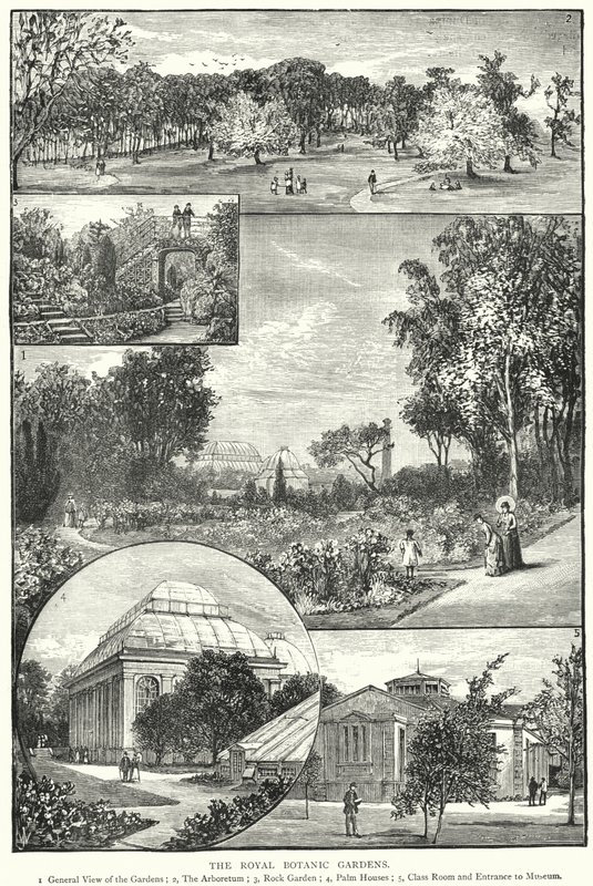 Królewskie Ogrody Botaniczne (rycina) autorstwa English School