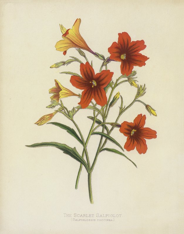 Salpiglot szkarłatny, Salpiglossis Coccinea autorstwa English School