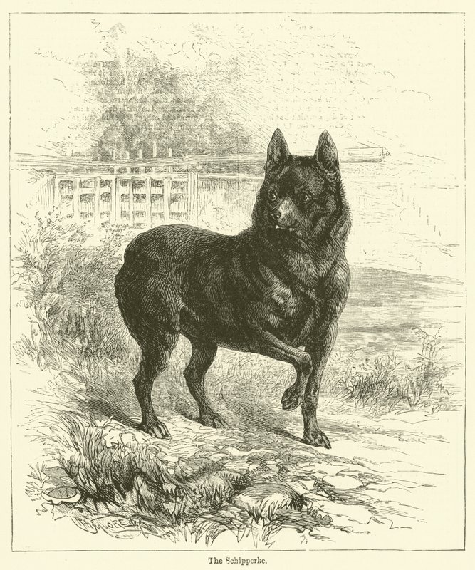 Schipperke (grawerowanie) autorstwa English School