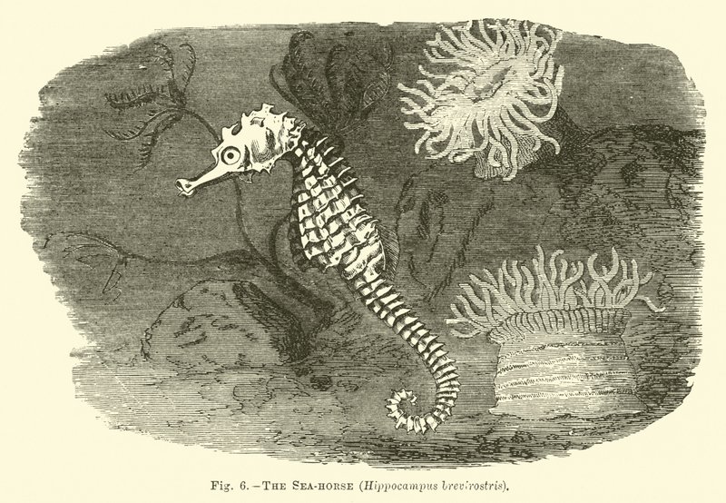 Konik morski, Hippocampus brevirostris autorstwa English School