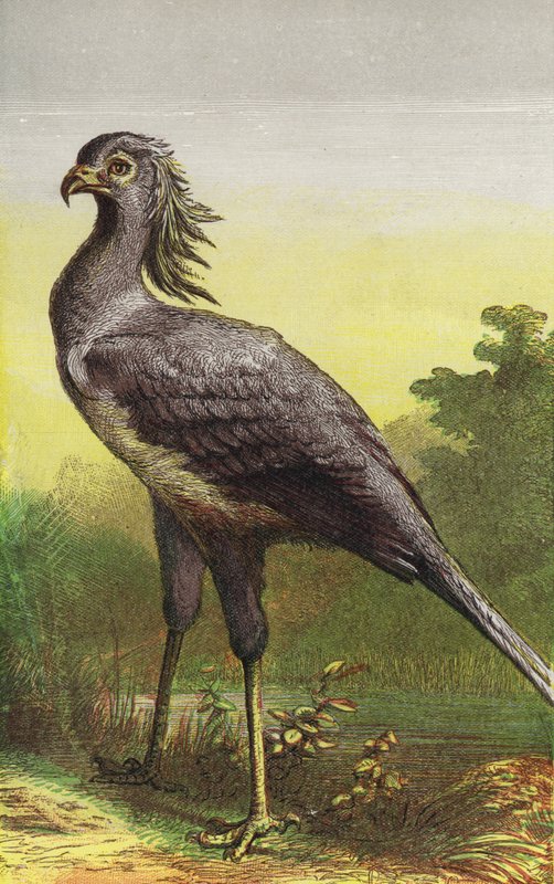 The Secretary Bird (kolorowa litografia) autorstwa English School