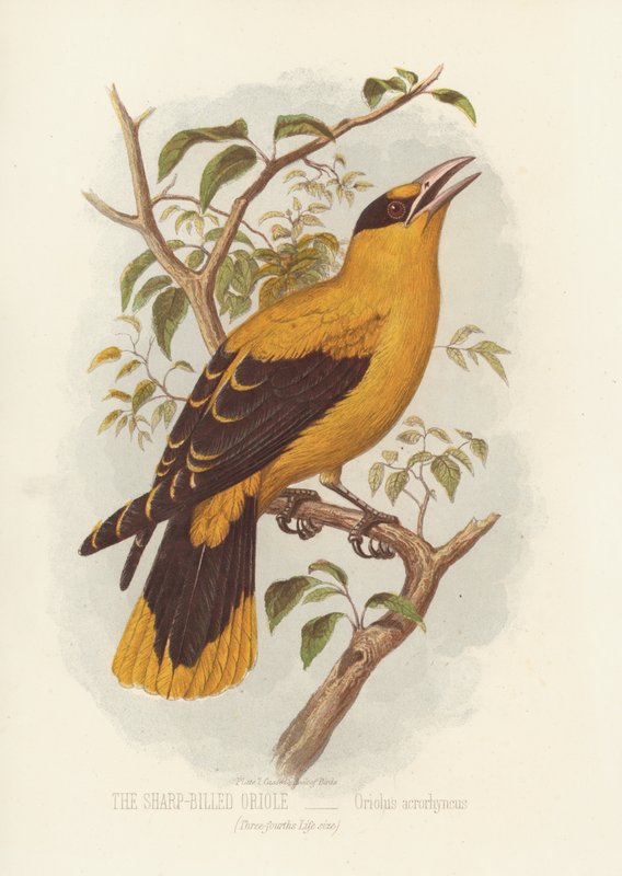 Wilga Ostrodzioba, Oriolus Acrorhyncus (kolor lito) autorstwa English School