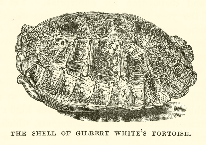 Skorupa żółwia Gilberta White
