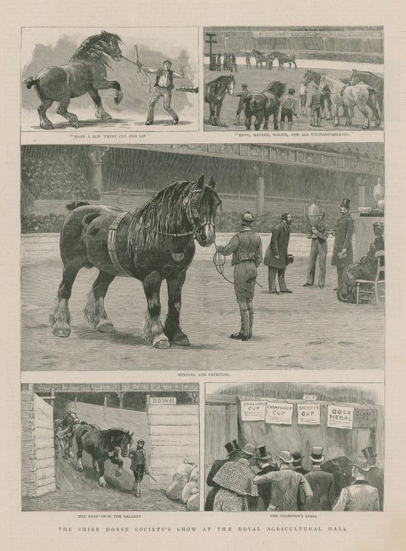 Pokaz Shire Horse Society w Królewskiej Hali Rolniczej autorstwa English School