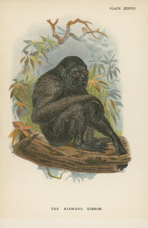 Siamang Gibon autorstwa English School