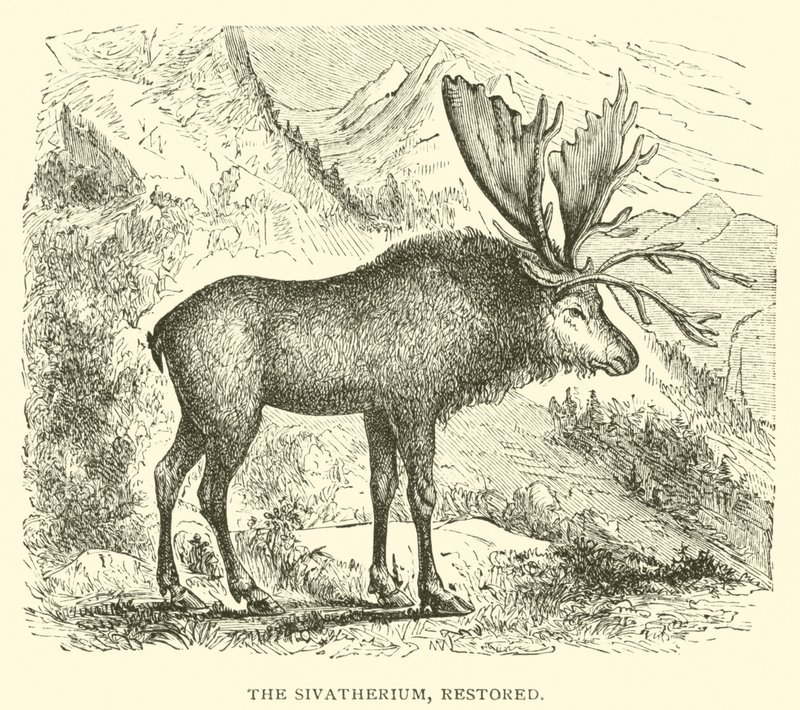 Sivatherium, odrestaurowane (rycina) autorstwa English School