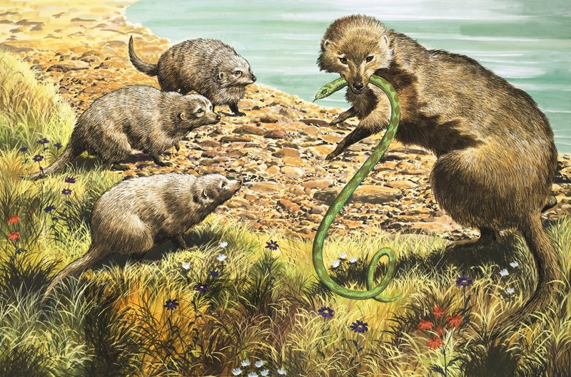 Łapacz węży, ilustracja z "Krainy czarów natury autorstwa English School