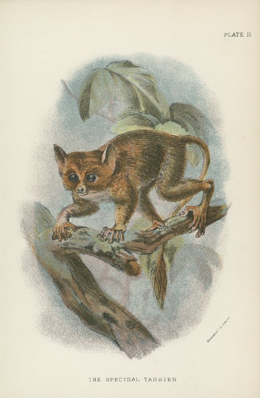 Widmowy Tarsier autorstwa English School
