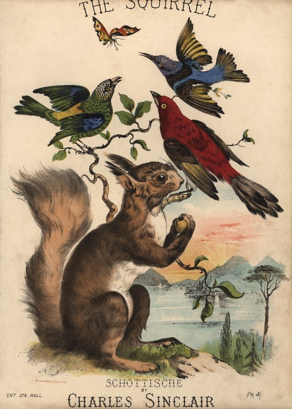 The Squirrel, Schottische Charlesa Sinclaira, okładka nutowa (kolorowa litografia) autorstwa English School