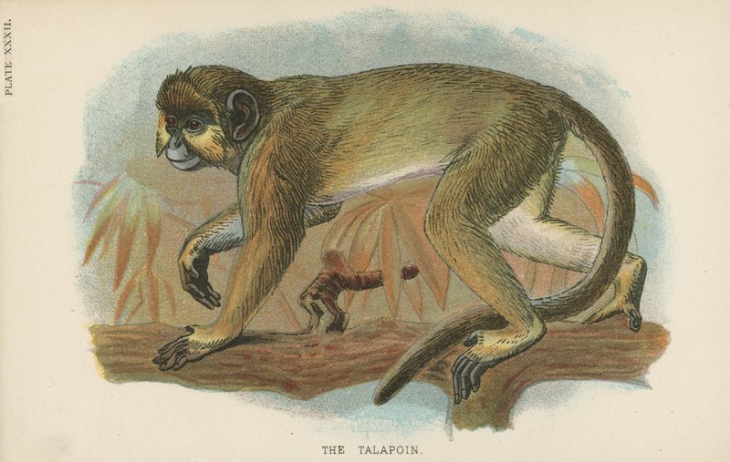 Talapoin autorstwa English School