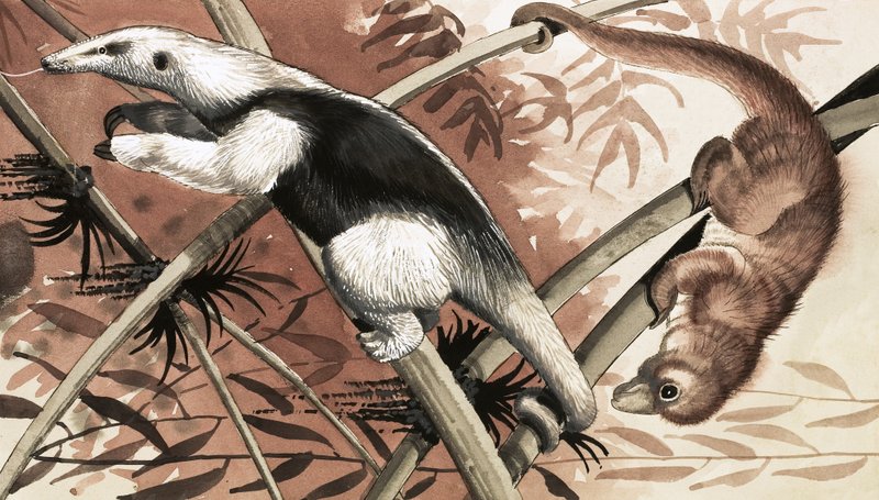 Tamandua autorstwa English School