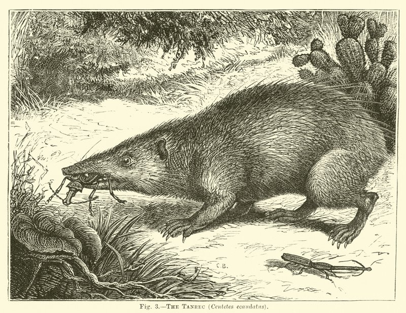 Tanrec, Centetes ecaudatus autorstwa English School