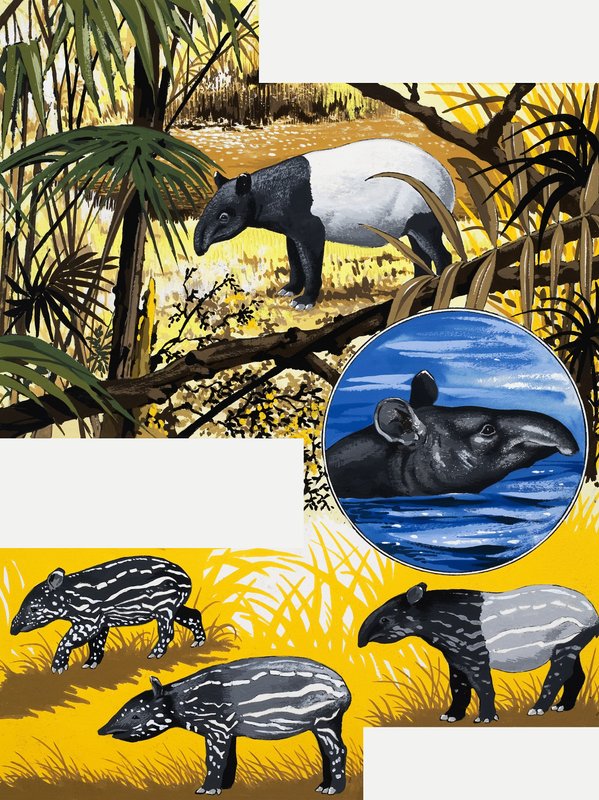 Tapiru autorstwa English School