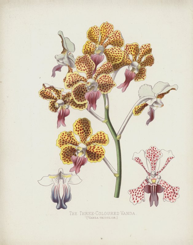 Trójkolorowa Vanda, Vanda Tricolor autorstwa English School