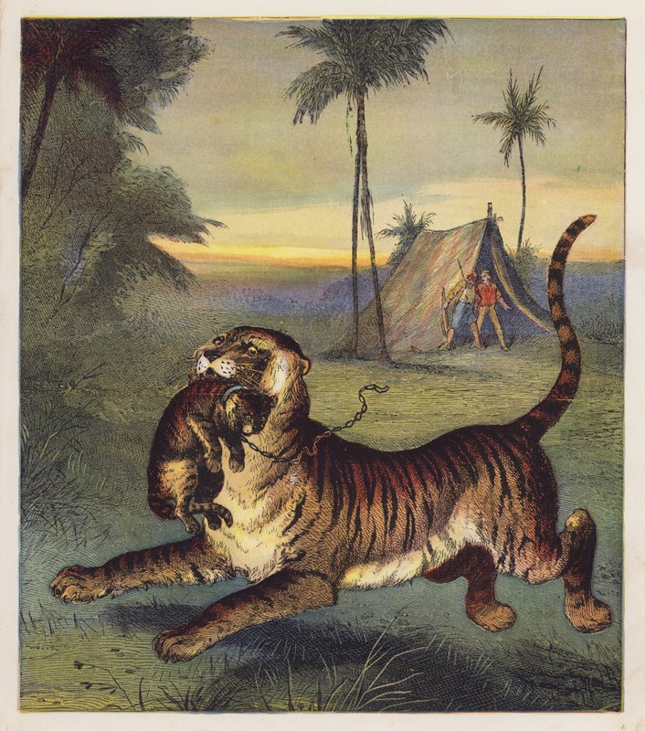 The Tiger-Cub (kolorowa litografia) autorstwa English School