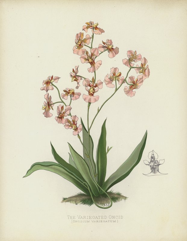 Oncidium Variegatum, Oncidium Variegatum autorstwa English School