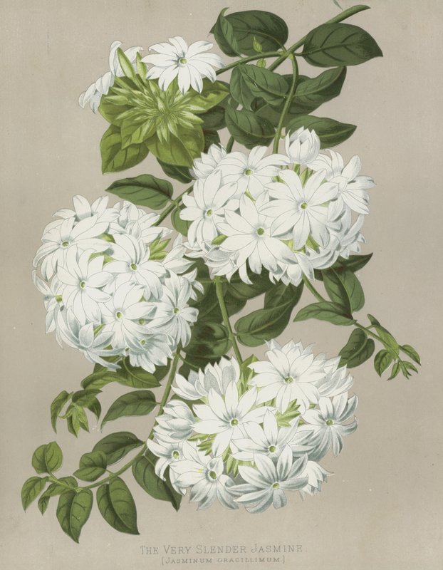 Bardzo Smukły Jaśmin, Jasminum Gracillimum autorstwa English School
