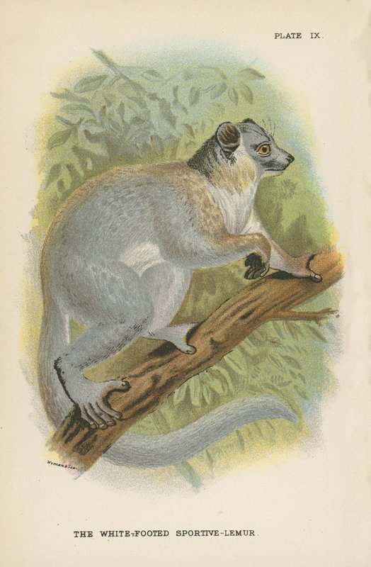 Białonogi Sportive-Lemur autorstwa English School