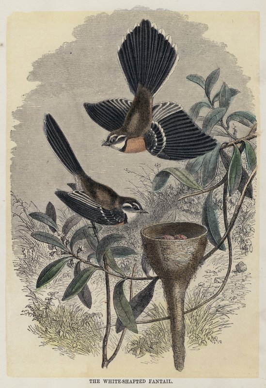 Fantail White Shafted (kolorowy grawerunek) autorstwa English School