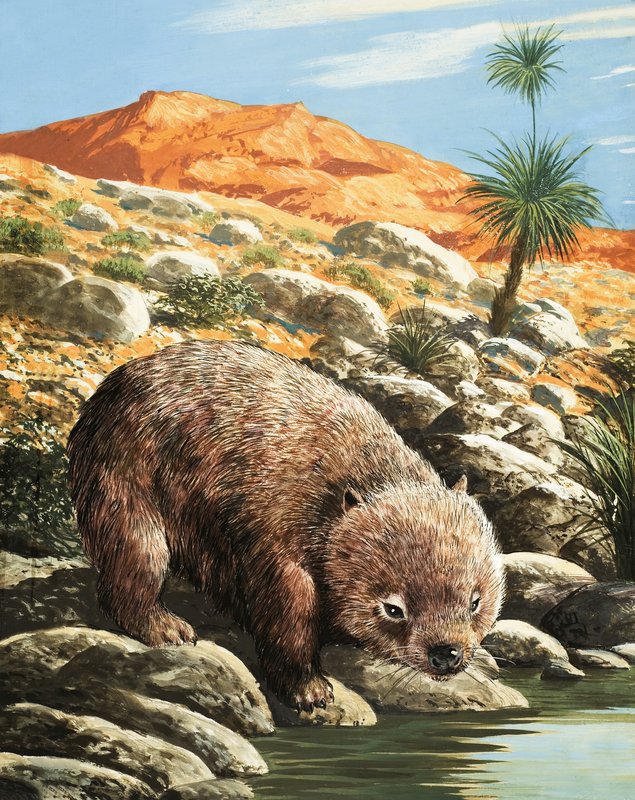 Wombat autorstwa English School
