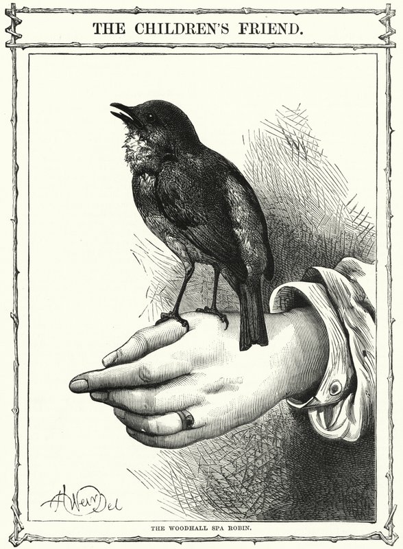 The Woodhall Spa Robin (grawerunek) autorstwa English School