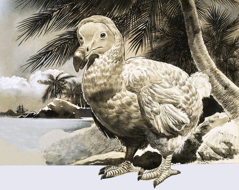 Świat natury: tajemniczy ptak z Mauritiusa (The Dodo) autorstwa English School