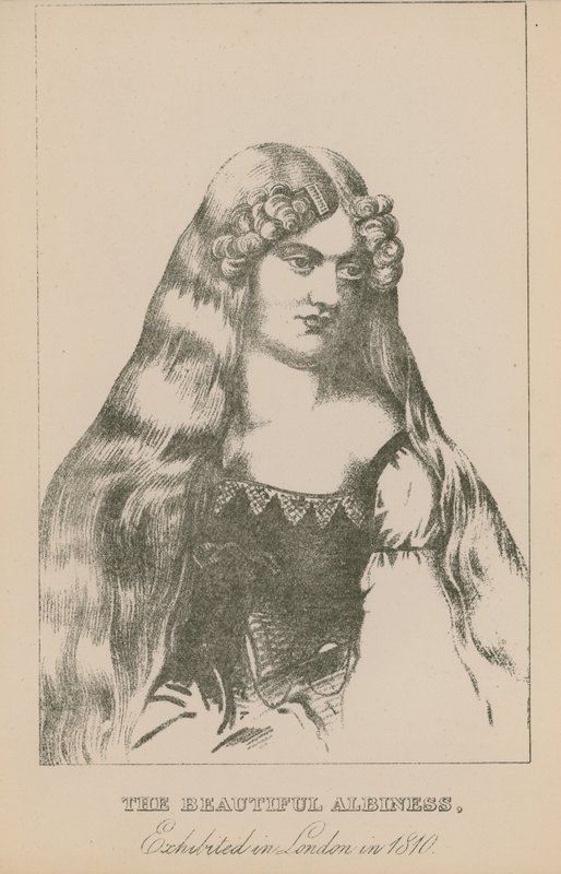Piękna albina wystawiona w Londynie w 1810 r. autorstwa English School