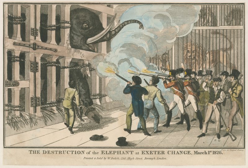 Zniszczenie słonia podczas zmiany w Exeter, 1 marca 1826 r autorstwa English School