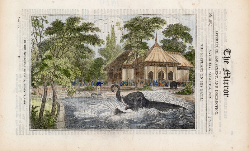 Słoń w kąpieli w zoo w Regents Park autorstwa English School