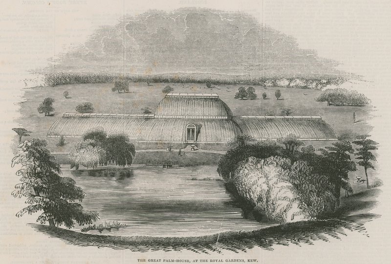 Wielka palmiarnia w Royal Gardens, Kew, Londyn autorstwa English School