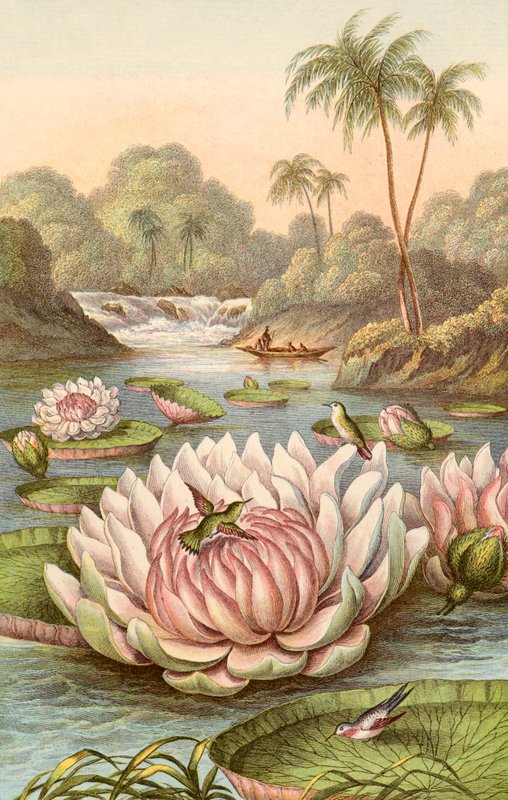 Wielka lilia wodna, Victoria Regia autorstwa English School