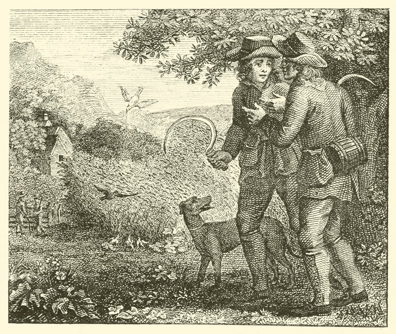 Skowronek i jego młode (grawerunek) autorstwa English School