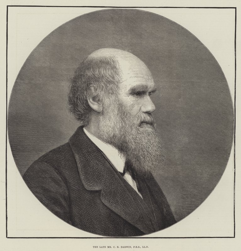 Nieżyjący pan C R Darwin, FRS, LLD autorstwa English School