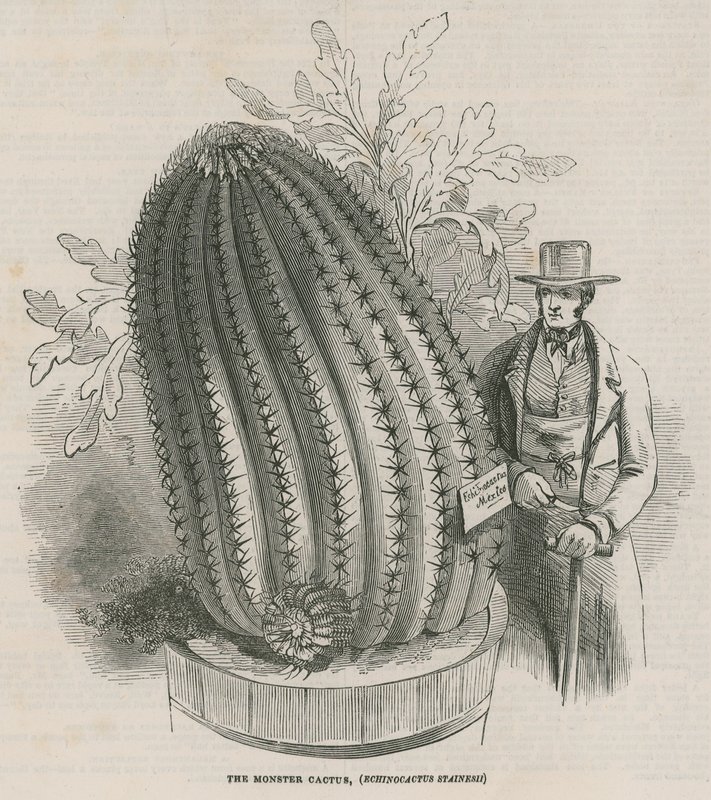 Potworny kaktus (Echinocactus stainesh) w Royal Gardens, Kew, Londyn autorstwa English School