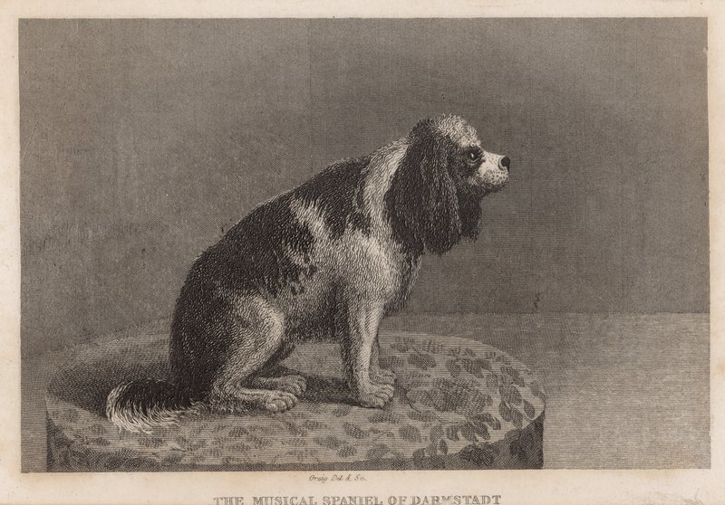 Muzyczny spaniel z Darmstadt autorstwa English School