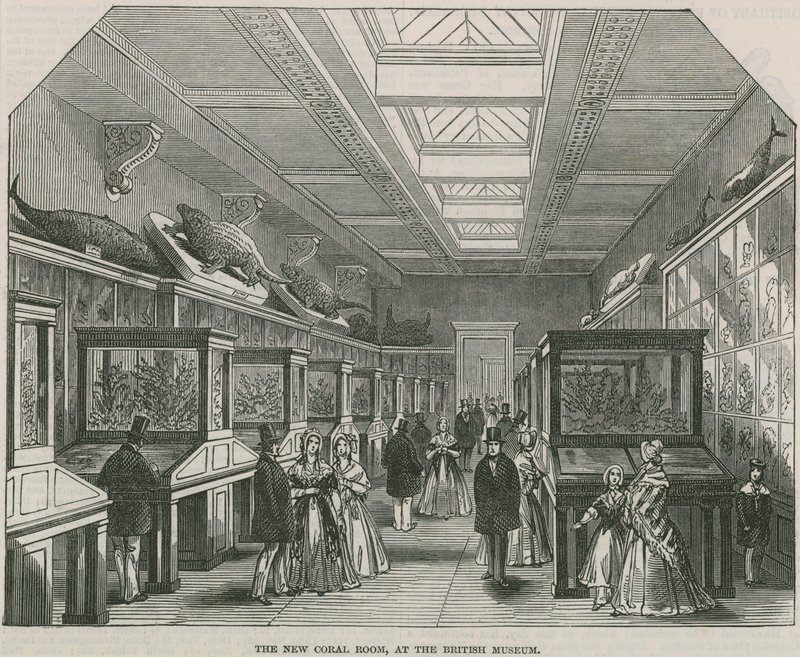 Nowa sala koralowa w British Museum autorstwa English School
