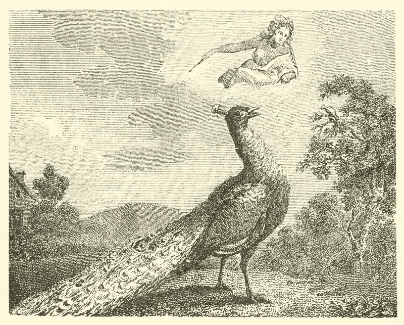 Skarga pawia (rycina) autorstwa English School
